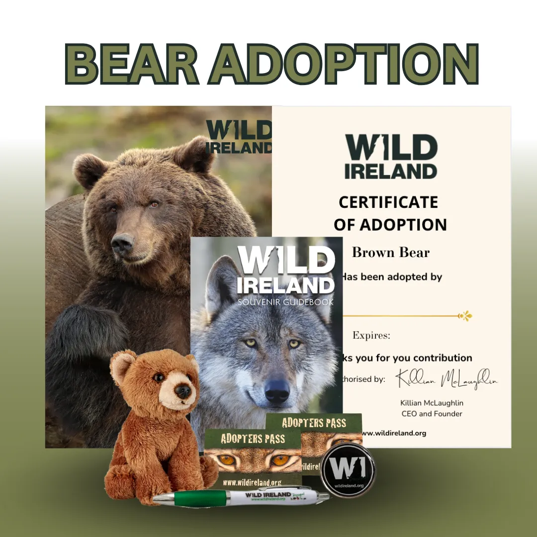 Brown Bear & Owl at Wild Ireland